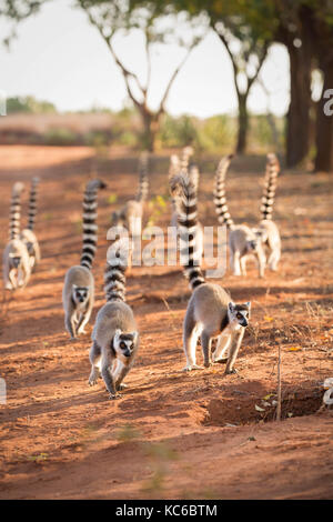 L'Afrique, Madagascar, Bryanston, Wild ring-tailed lemur (Lemur catta) en voie de disparition Banque D'Images