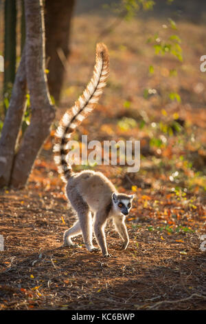 L'Afrique, Madagascar, Bryanston, Wild ring-tailed lemur (Lemur catta) en voie de disparition Banque D'Images