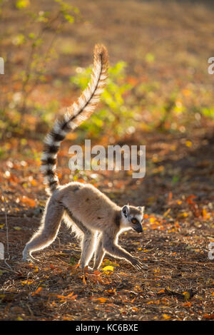 L'Afrique, Madagascar, Bryanston, Wild ring-tailed lemur (Lemur catta) en voie de disparition Banque D'Images