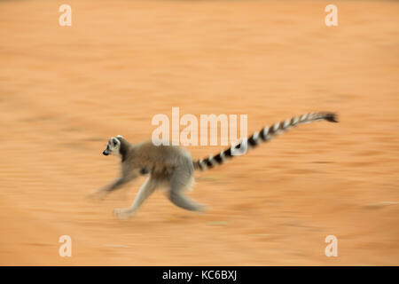 L'Afrique, Madagascar, Bryanston, Wild ring-tailed lemur (Lemur catta) en voie de disparition, l'exécution Banque D'Images