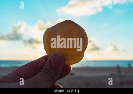 Close up d'un coquillage d'être aider jusqu'à la lumière du soleil sur la plage Banque D'Images