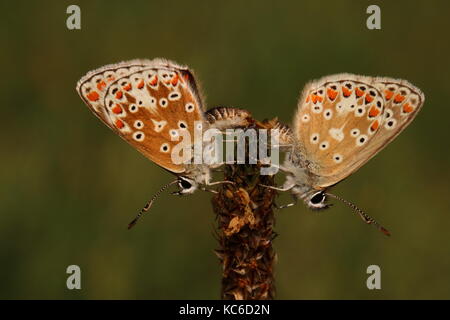 Appariement Des Papillons Bruns Argus Banque D'Images