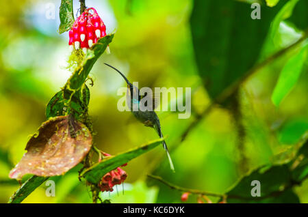 Ermite vert (phaethornis guy) est un grand que hummingbird est un résident sélectionneur en Costa Rica et Panama Banque D'Images