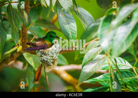 Le colibri à queue nid construit à partir de fibres végétales et des feuilles mortes et décorées avec des lichens et mousses avec de jeunes oiseaux Banque D'Images