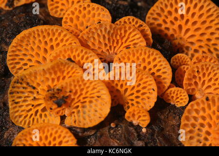 Les champignons de Nouvelle-Zélande Banque D'Images