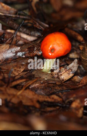 Les champignons de Nouvelle-Zélande Banque D'Images