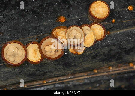 Les champignons de Nouvelle-Zélande Banque D'Images