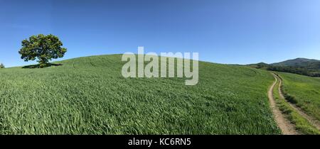 Grand arbre sur un champ vert under blue sky Banque D'Images