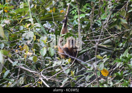 Singe araignée, de Geoffroy Ateles geoffroyi, np Tortuguero, Costa Rica Banque D'Images