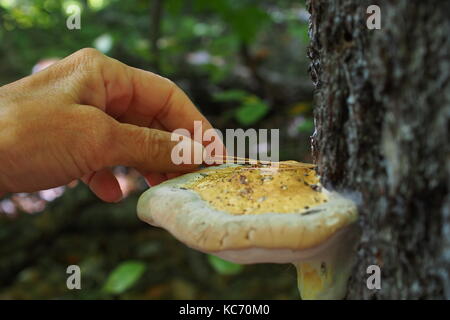 Femme de ménage à la main les aiguilles de pin d'un champignon à shaggy (Inonotus hispidus) sur un arbre, le parc de la Gatineau, Québec, Canada. Banque D'Images