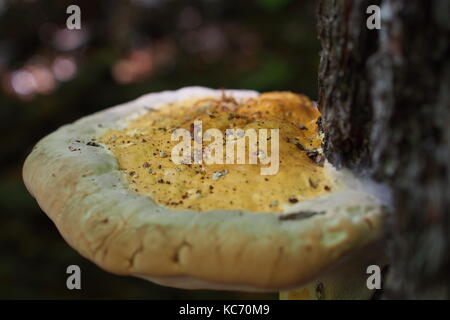 Shaggy champignon (Inonotus hispidus) sur un arbre, le parc de la Gatineau, Québec, Canada. Banque D'Images