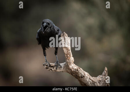 Corvual Corax, Raven Banque D'Images