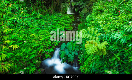 Jungle stream, Akaka Falls State Park, La Grande Île, New York USA Banque D'Images