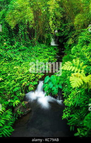 Jungle stream, Akaka Falls State Park, La Grande Île, New York USA Banque D'Images