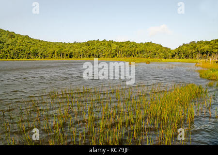 Roseaux poussant dans l'herbe Grand Etang Grand Étang, Lac et parc National Forest Reserve, Grenade Banque D'Images