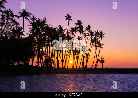 Coucher du soleil par la silhouette du Palms à Anaehoomalu Bay, Kohala Coast, La Grande Île, New York USA Banque D'Images