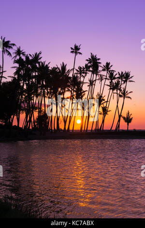 Coucher du soleil par la silhouette du Palms à Anaehoomalu Bay, Kohala Coast, La Grande Île, New York USA Banque D'Images