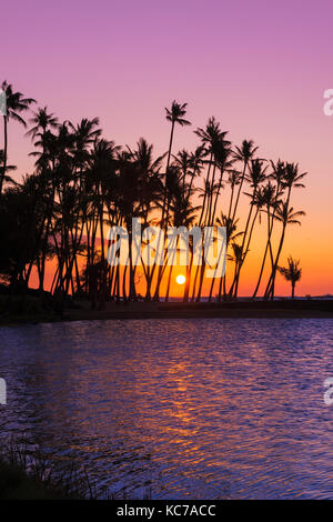 Coucher du soleil par la silhouette du Palms à Anaehoomalu Bay, Kohala Coast, La Grande Île, New York USA Banque D'Images