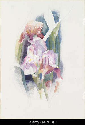 Iris mauve, ca. 1920, aquarelle et graphite sur papier, 14 x 10 in. (35,6 x 25,4 cm), dessins, Charles Demuth (American Banque D'Images