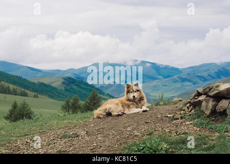 Chien mongol dans gorkhi-parc national de terelj, Mongolie Banque D'Images