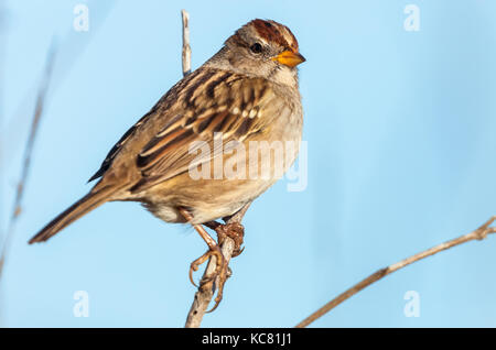 Portrait d'un moineau blanc couronné (Zonotrichia leucophrys) Banque D'Images