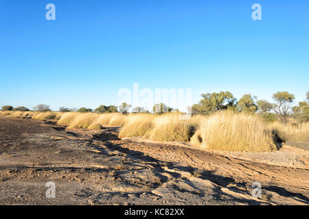 De plus en plus aride spinifex dans Outback près de Winton, West Central Queensland, Queensland, Australie Banque D'Images