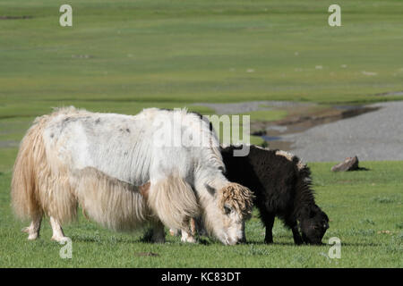 Troupeau de yacks dans une vallée mongole Banque D'Images