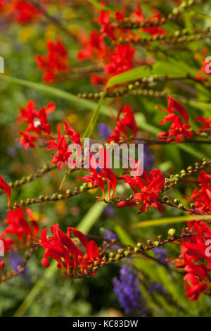 Crocosmie lucifer dans un jardin Fife. Banque D'Images