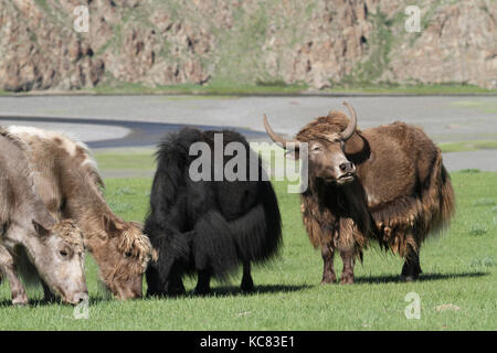 Troupeau de yacks dans une vallée mongole Banque D'Images