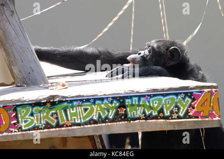 Topsy le chimpanzé célèbre sa 40e anniversaire à Drayton Manor Park et Zoo, juin 2005. Banque D'Images