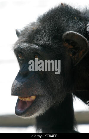 Topsy le chimpanzé célèbre sa 40e anniversaire à Drayton Manor Park et Zoo, juin 2005. Banque D'Images