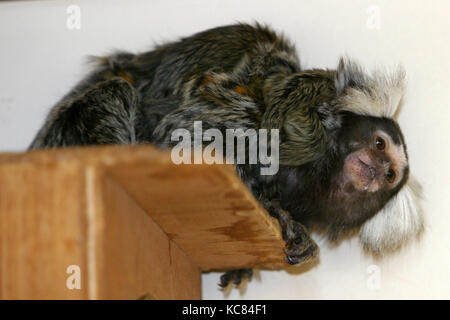 Ouistiti commun, nouveau monde singe, Callithrix jacchus Banque D'Images