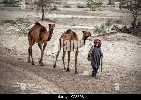 Homme marche ses chameaux à travers des terres arides du Makran, au Baloutchistan pakistanais. Nomads couvre des kilomètres et des kilomètres pour chercher de l'eau dans les zones arides Banque D'Images