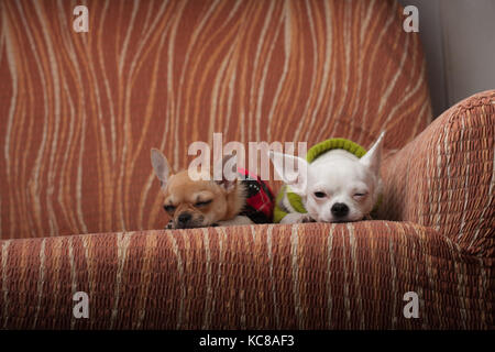 Deux chiens chihuahua habillé avec des chandails reposant sur canapé, âgé de 4 mois chiot cannelle et 3 ans femelle blanche. Banque D'Images