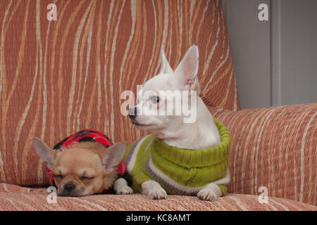 Deux chiens chihuahua habillé avec des chandails reposant sur canapé, âgé de 4 mois chiot cannelle et 3 ans femelle blanche. Banque D'Images