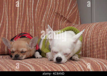 Deux chiens chihuahua habillé avec des chandails reposant sur canapé, âgé de 4 mois chiot cannelle et 3 ans femelle blanche. Banque D'Images