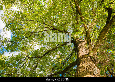 Vue rapprochée de l'ancien et le grand arbre, à partir de la vers le bas pour l'arbre avec des feuilles vertes. Ciel bleu est visible à travers les branches des arbres. Banque D'Images