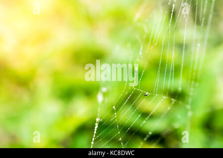 L'accent sélective spider's web de côté. macrophotographie. bien sur l'éclairage de fond, belle lumière naturelle, vert fond lisse de faible profondeur. Banque D'Images