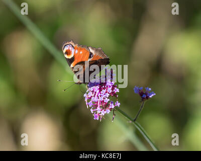 Les papillons se nourrissent de Verbena bonariensis Banque D'Images