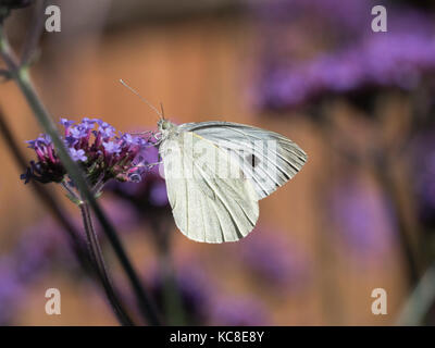 Les papillons se nourrissent de Verbena bonariensis Banque D'Images
