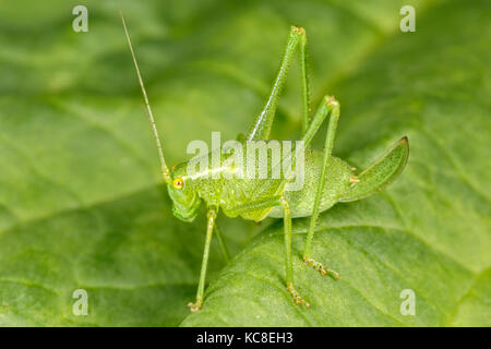 Bush mouchetée, Cricket Leptophyes moricei, femme nymphe, Catbrook, Monmouthshire. Formation numérique de la famille. Banque D'Images