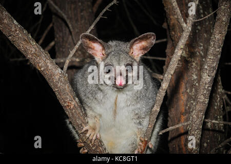 Possum Brushtail commun assis dans un arbre dans la nuit. Banque D'Images