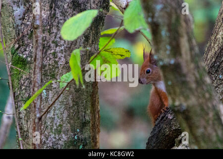 Cache, oiseau, Adgeston, île de Wight 'Squirrel, Rouge européen, (Sciuridae)', Alverstone, observation des oiseaux, « isle of wight », nature, Isle of Wight, Angleterre, Royaume-Uni », Alverstone Mead,acrobat,animal,arboricole,brave,Brive,Bright, Banque D'Images