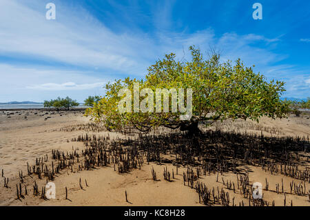 Arbre généalogique de la mangrove dans la zone de marée de Bowen. Banque D'Images