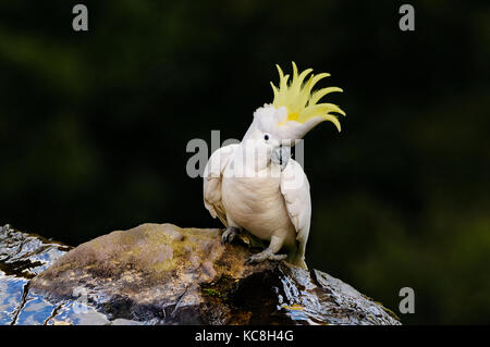 Teneur en soufre cacatoès soufré assise sur le bord d'une chute. Banque D'Images