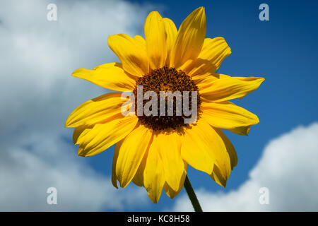 Sunflowr jaunes contre les nuages et ciel bleu. Banque D'Images