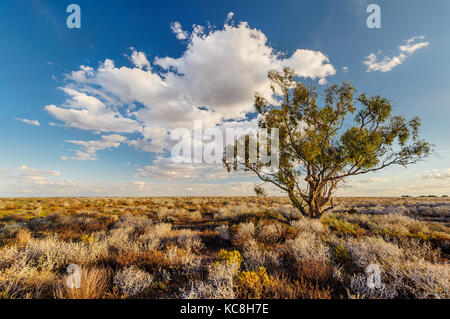 Lonely tree dans l'outback à distance des plaines Willandra. Banque D'Images