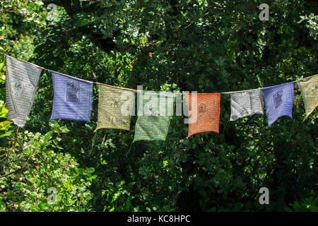 Les drapeaux de prières suspendus dans une forêt près de Thimphu, la capitale du Bhoutan Banque D'Images
