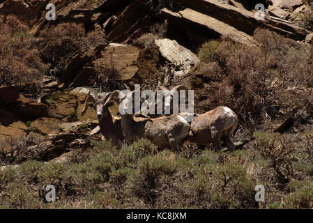 Mouflons stare down dans les montagnes blanches, Californie Banque D'Images