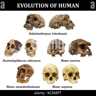 Évolution du crâne humain ( sahelanthropus tchadensis . australopithecus africanus . homo erectus . Homo neanderthalensis . homo sapiens ) . Banque D'Images